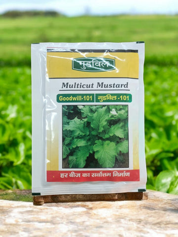 Goodwill 101 | Multi-cut mustard seeds